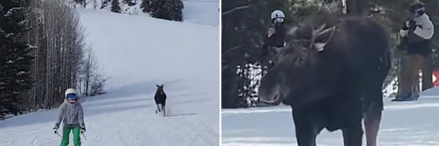 Massive Moose Chases Skiers Down Jackson Hole Slope In Crazy Video