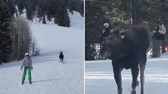 Massive Moose Chases Skiers Down Jackson Hole Slope In Crazy Video