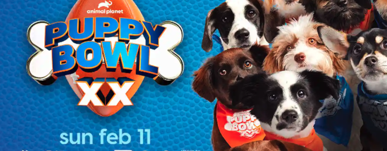 Super Bowl Sunday Step Aside, Here’s How to Watch the 2024 Puppy Bowl Online