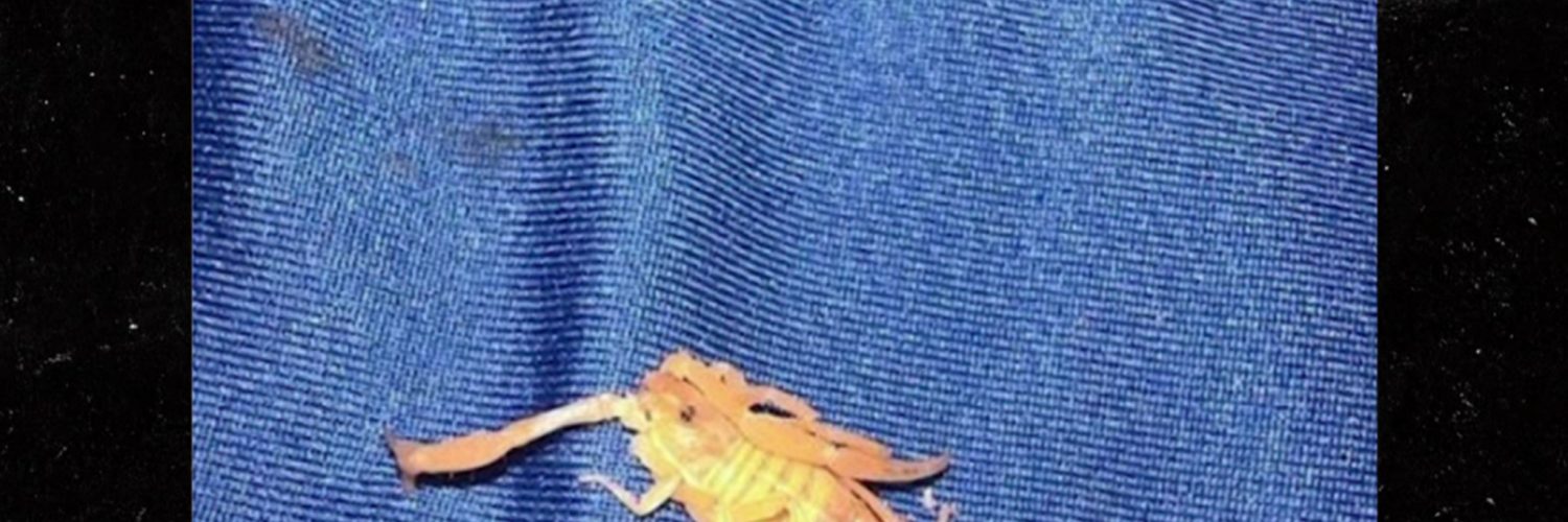 Las Vegas Hotel Guest Stung in Testicles by Scorpion in Bed