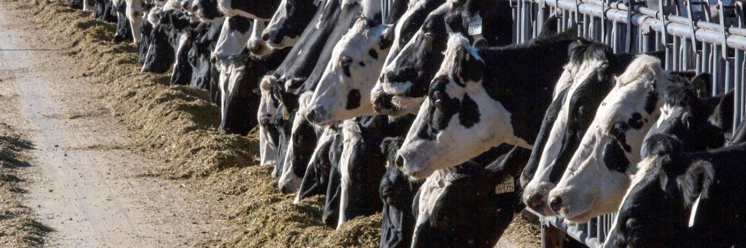 Dairy cattle in Texas and Kansas test positive for bird flu