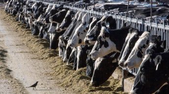 Dairy cattle in Texas and Kansas test positive for bird flu