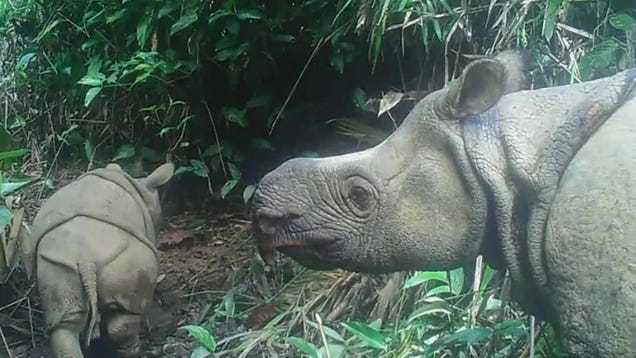 Critically Endangered Javan Rhino Calf Spotted in the Wild