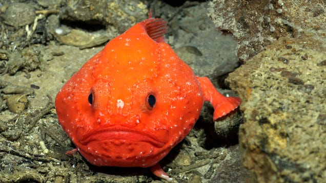 Trove of Unknown Deep-Sea Life Discovered in the South Pacific