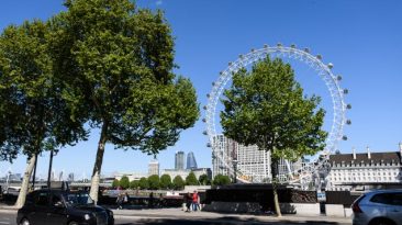 Cities Scramble to Find Trees That Will Survive the Century