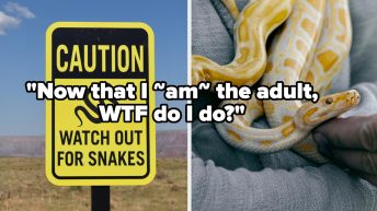 Now That We’re ‘Adults’, Apparently This Is How You Deal With A Snake Encounter