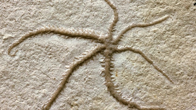 Stunning 150-Million-Year-Old Fossil Shows a Brittle Star Cloning Itself