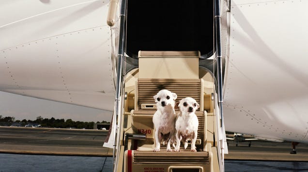 Bark, the New Airline Service for Dogs, Takes Off