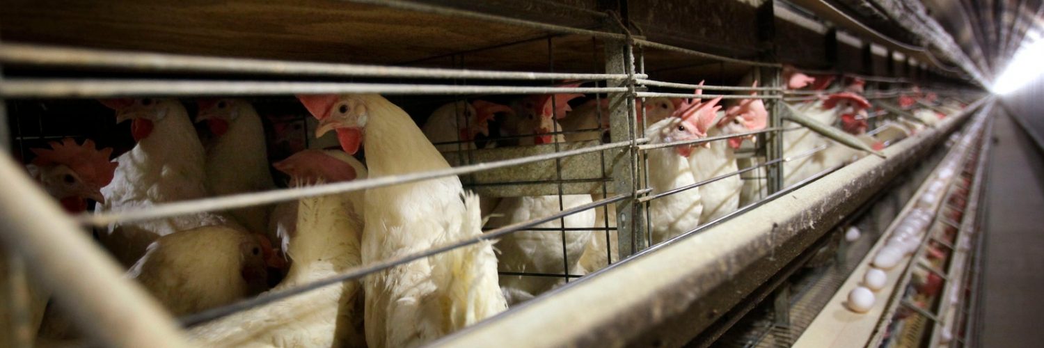 Farmers must kill 4.2 million chickens after bird flu hits Iowa egg farm