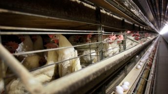 Farmers must kill 4.2 million chickens after bird flu hits Iowa egg farm