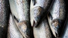 The UN says more aquatic animals were farmed than fished in 2022. That’s the first time in history