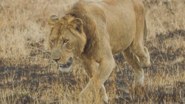 3-Legged Lion Sets Swimming Record in Crocodile-Filled River