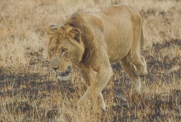 3-Legged Lion Sets Swimming Record in Crocodile-Filled River