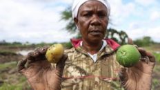 Kenya’s dramatic flooding sweeps away a central part of the economy: Its farms