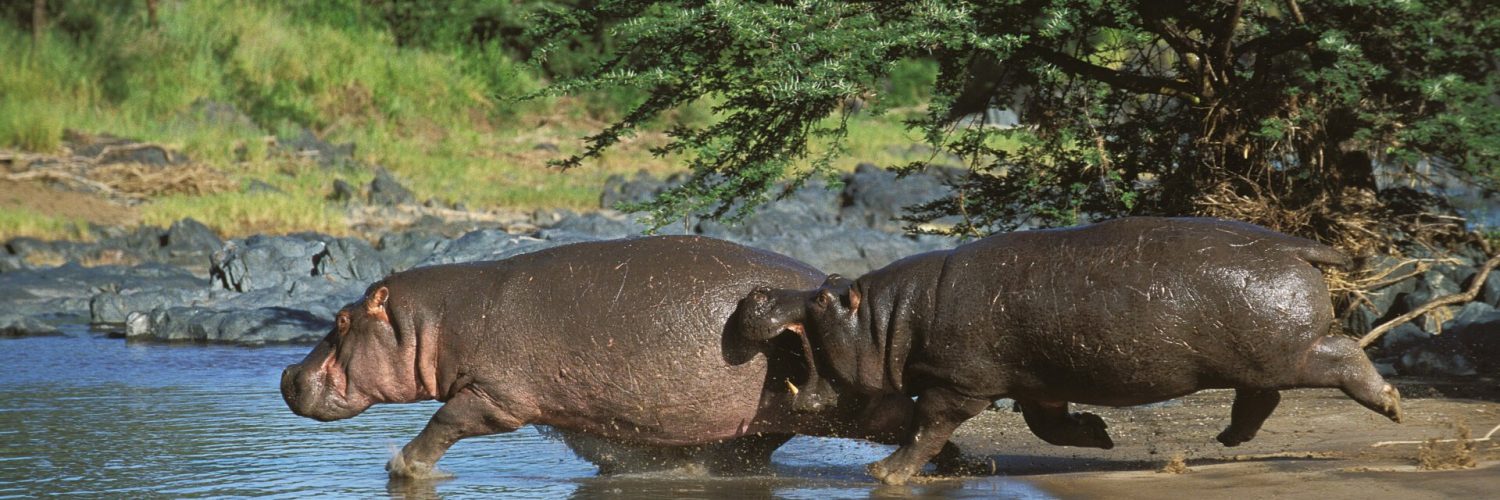 Hippos Go Airborne at Top Speeds, Video Footage Reveals