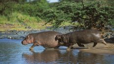 Hippos Go Airborne at Top Speeds, Video Footage Reveals