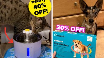 Here Are All The Best Prime Day Pet Deals