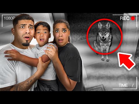 A VICIOUS Coyote Came Into Our Home *security footage*