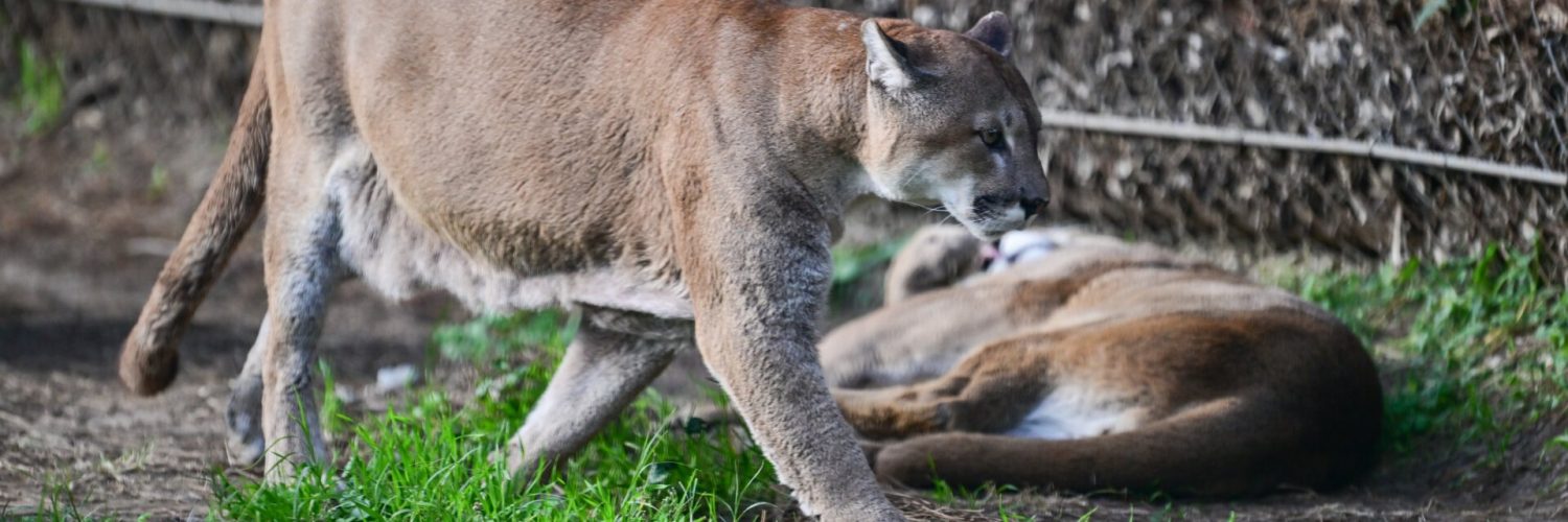 First U.S. Case of Fatal Brain Virus Found in Colorado Mountain Lion