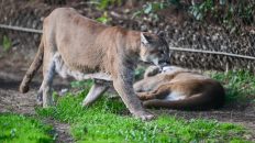 First U.S. Case of Fatal Brain Virus Found in Colorado Mountain Lion