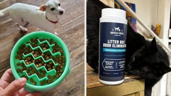 29 Pet Products Under $15 That Are Actually Useful