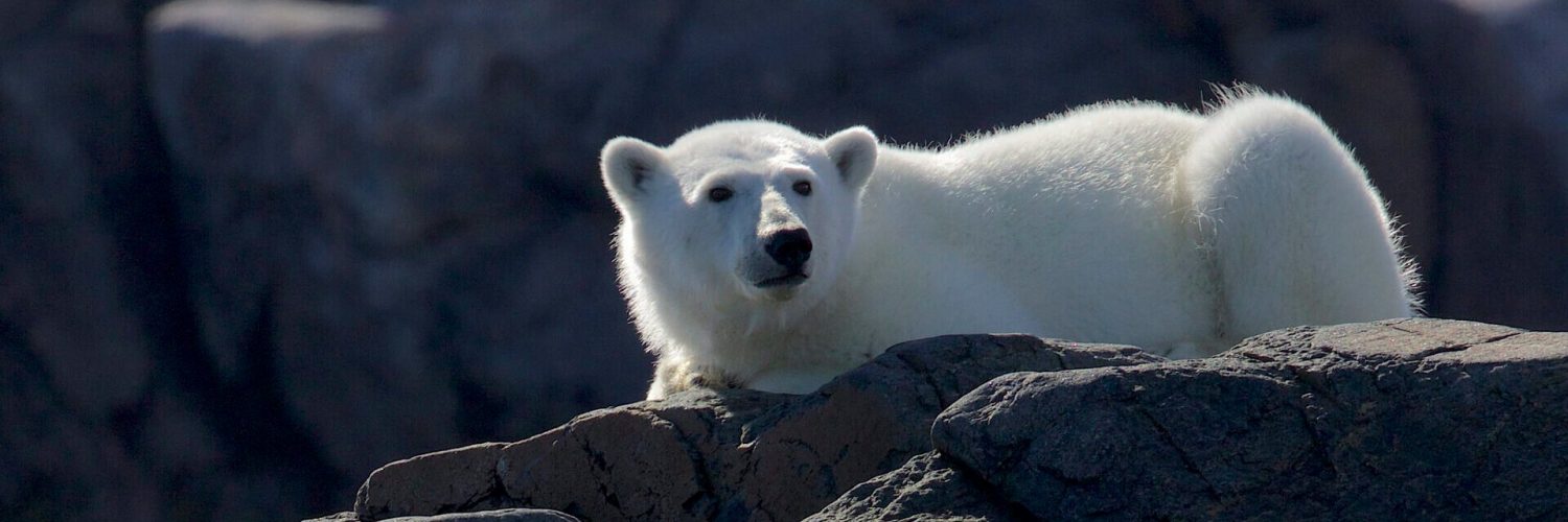 Calgary Zoo Polar Bear Died Due to ‘Rough Play’ With Another Bear