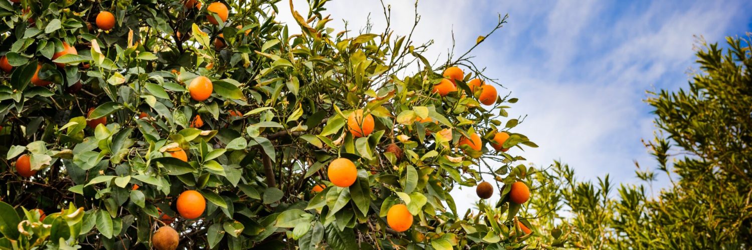 Will Florida’s Oranges Survive Another Hurricane Season?