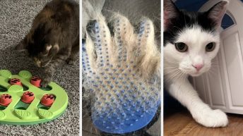 Calling All Cat Owners: Here Are 27 Products From Amazon With Impressive Results