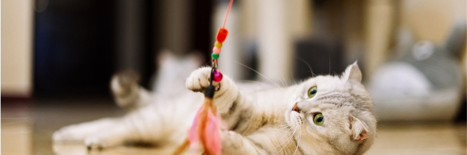 Scientists Want to See Videos of Your Cat for a New Study