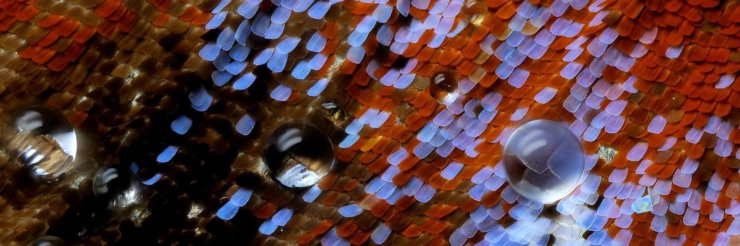 Nikon’s Small World in Motion Captures Microscopic Life at Its Trippiest